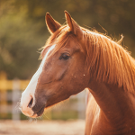 A Horse's Hooves