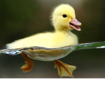 Ducky Clan/Group