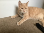 Chibi fan club -:ps. Chibi is my cat