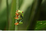 froggy animators