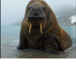 Worldwide walruses
