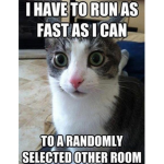 Cats and memes