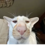 YO GANGGG