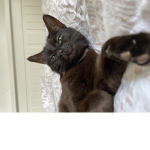 ilikecatsssssss