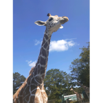 Giraffe's Army