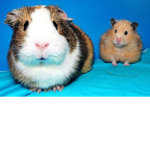 super adorable guinea pigs