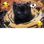 Kitty’s only!