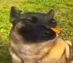 OreoFinal
