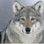 The royale high wolf pack