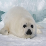 SODAAA'S SILLY SEALS!!!