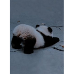 Xyzpanda