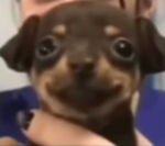 Happy Pup Studios