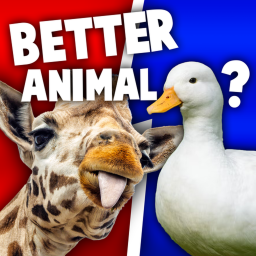 Better Animal