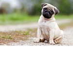 The Ultimate Pug Clan