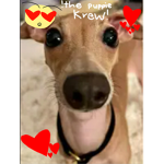 ~The puppy kerw~