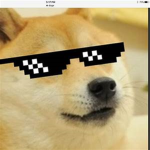 Doge's meme dogs