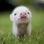 Team cochon