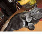 The Crazy cat group (2)