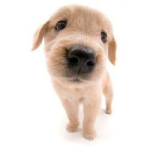 Dogs are the source of mankind