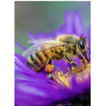 Strong bees
