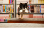 Cat and kittens and dogs and should be loved