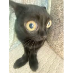 kittie cats united