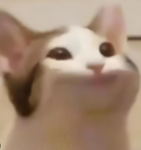 God of popcats
