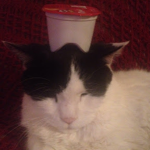 ####### Cat Clan