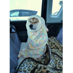 doge in a blanket team