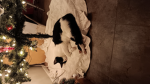 I love cats so muchhhhhhhhhhhhhhh