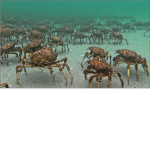 The Army Crabs