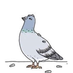 The Official Pigeon