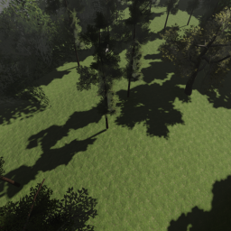 survive bears in the forest