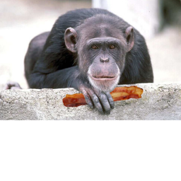 Bacons and monkey's territory