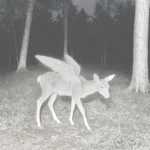 ρrettysωeet Group Thumbnail