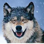 The Laughing Wolves