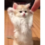 catsuni !