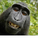 MonkeyChad Community