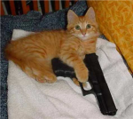 Anti Noob Kittenz Clan