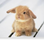 Bunnies! :)