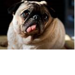 The Pug Fanclub!