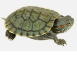 Terrapin Group