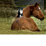 The cat UwUz