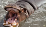 VERY hungry hippos