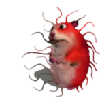 Virus Chomik