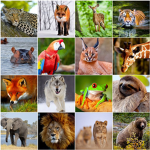 #Animal squad!!