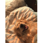 #Sniffle Doggie