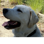 Tazer puppy