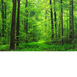 Forest [realistic]