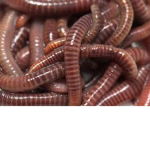 Union of Worms